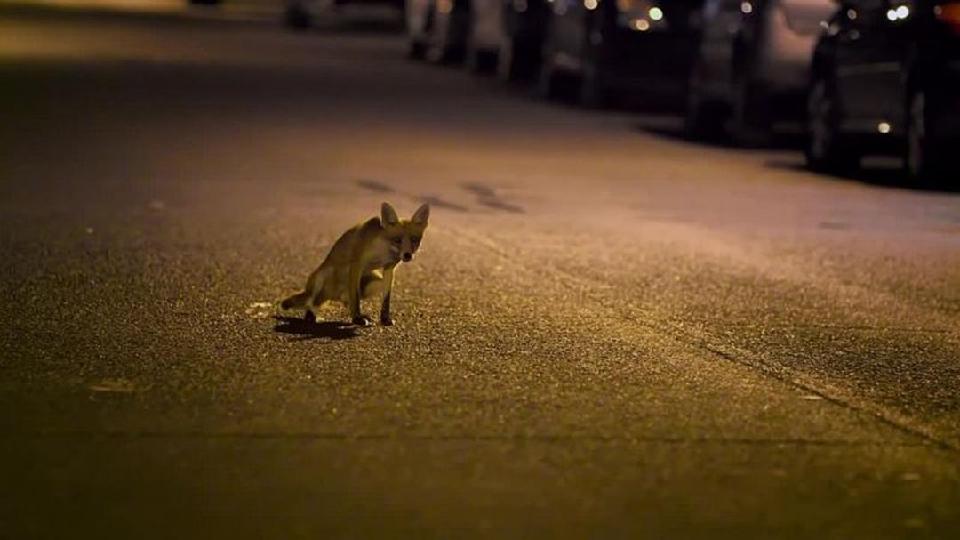 狐狸生存之战 Fox Wars