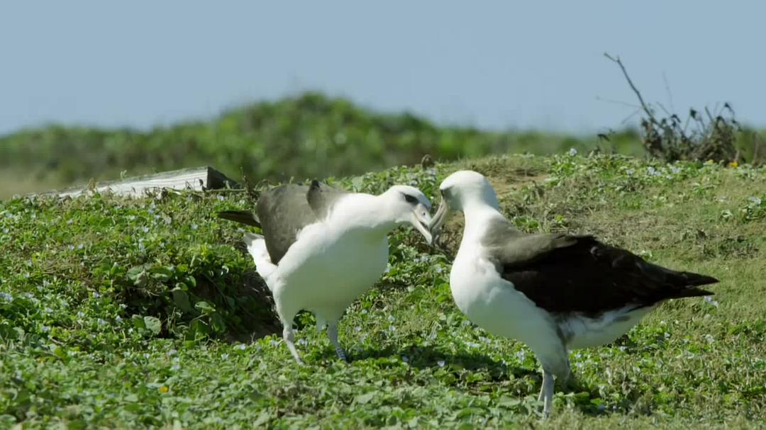 恋爱中的动物 Animals and Love