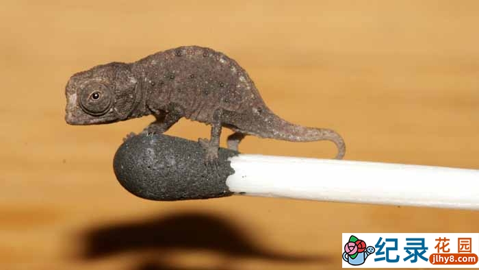 BBC科学揭秘纪录片《自然界最怪异的事件 Natures Weirdest Events》第2季 720P/1080i高清纪录片百度云