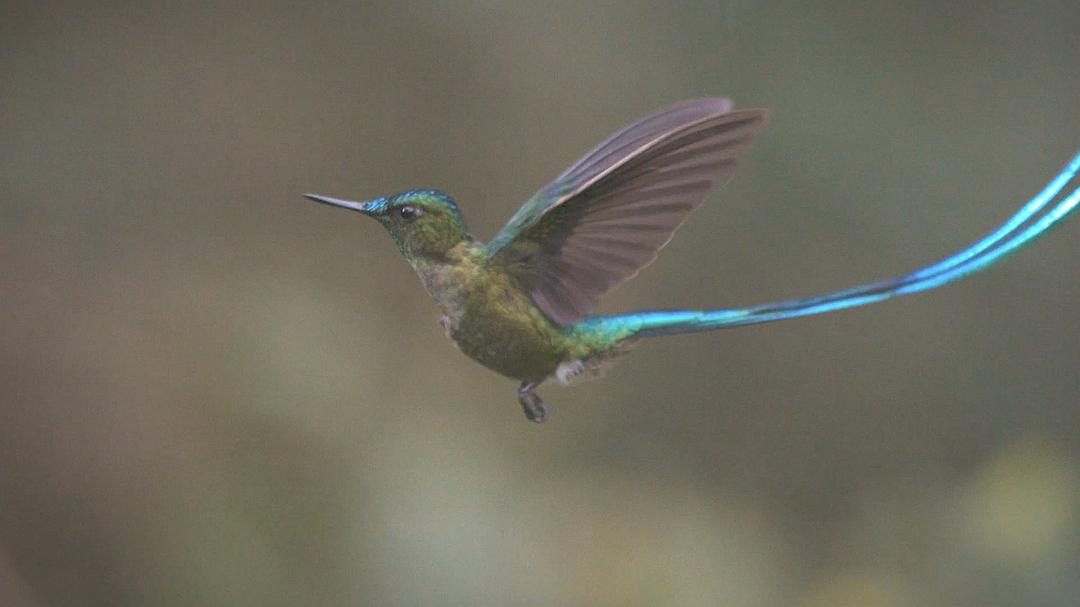 蜂鸟：宝石般的信使 Hummingbirds Jewelled Messengers