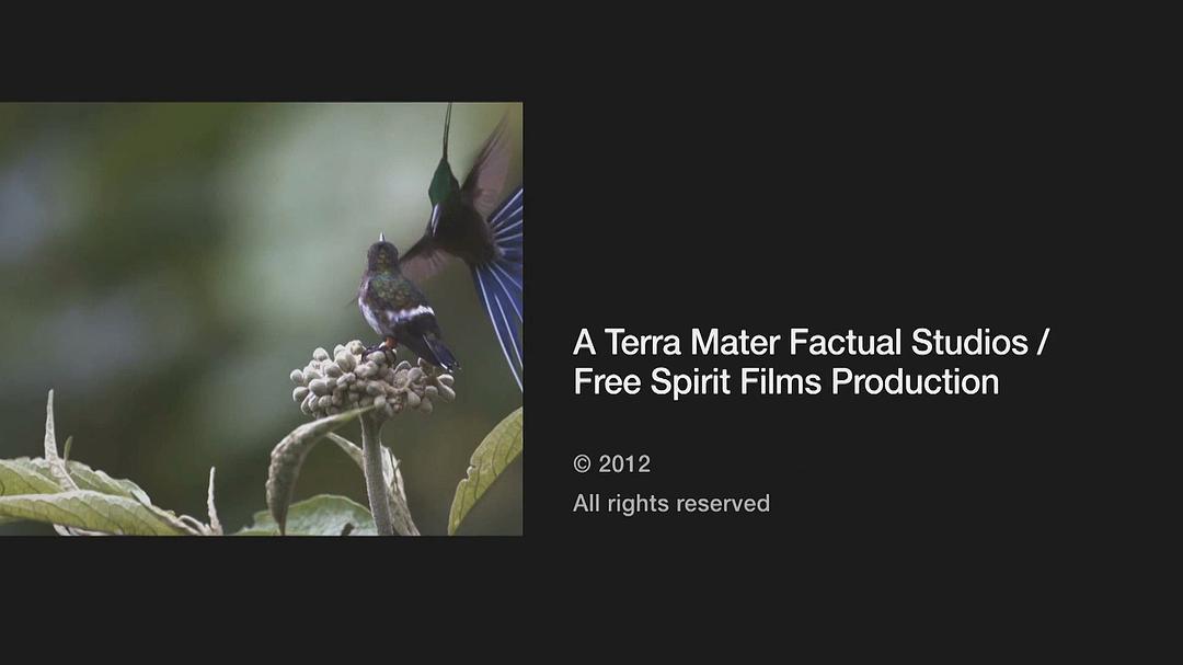 蜂鸟：宝石般的信使 Hummingbirds Jewelled Messengers
