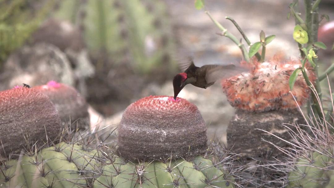 蜂鸟：宝石般的信使 Hummingbirds Jewelled Messengers