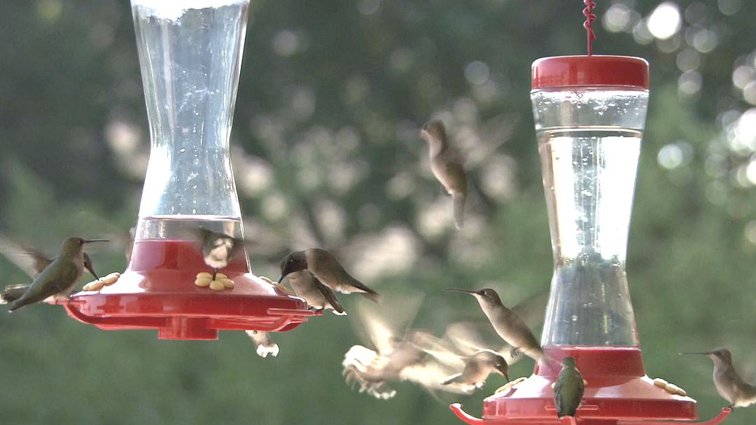 蜂鸟：宝石般的信使 Hummingbirds Jewelled Messengers
