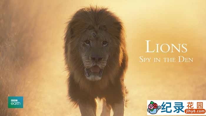BBC动物间谍纪录片《狮：兽穴中的窥探 Lions: Spy In The Den》全1集 标清纪录片资源百度云盘下载