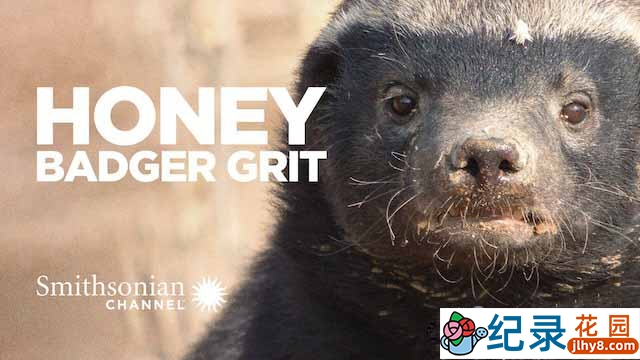 央视平头哥纪录片《蜜獾生存大挑战 Grit:Honey Badger Tough》全1集中字 1080i高清纪录片资源百度云盘下载