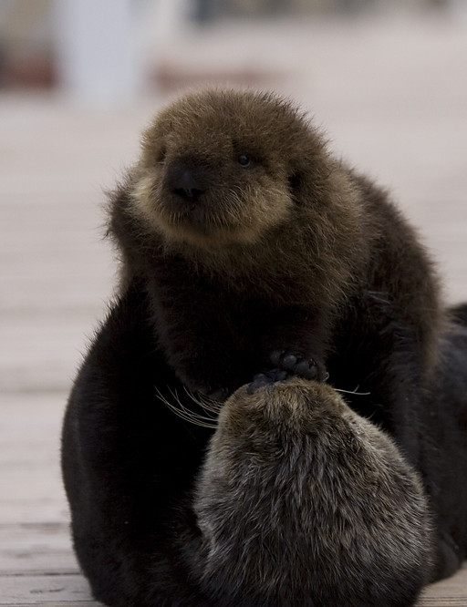 自然世界：海獭的百万宝宝 Sea Otters: A Million Dollar Baby