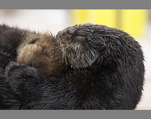 自然世界：海獭的百万宝宝 Sea Otters: A Million Dollar Baby
