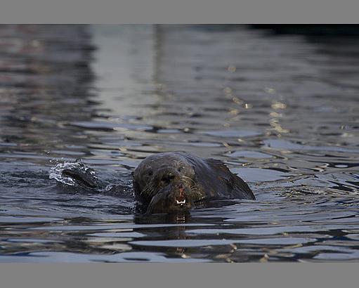 自然世界：海獭的百万宝宝 Sea Otters: A Million Dollar Baby