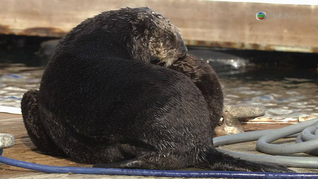 自然世界：海獭的百万宝宝 Sea Otters: A Million Dollar Baby