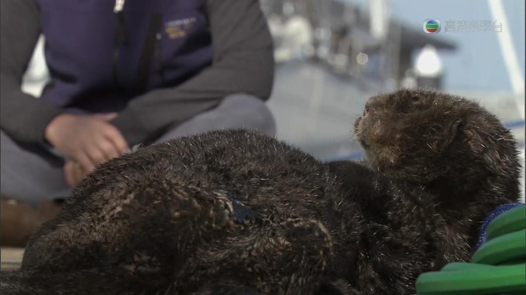 自然世界：海獭的百万宝宝 Sea Otters: A Million Dollar Baby