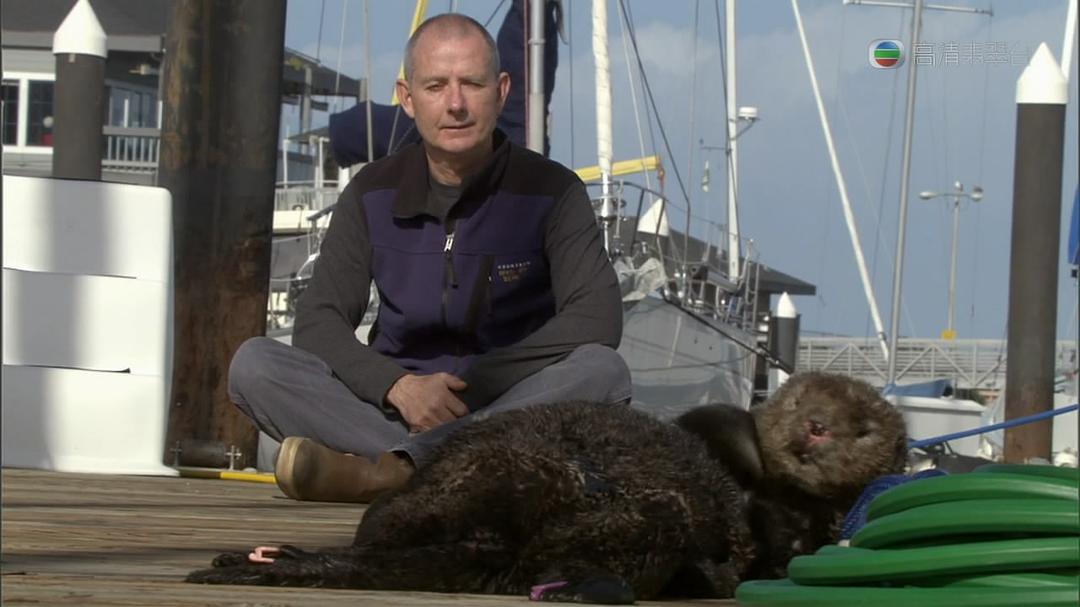 自然世界：海獭的百万宝宝 Sea Otters: A Million Dollar Baby