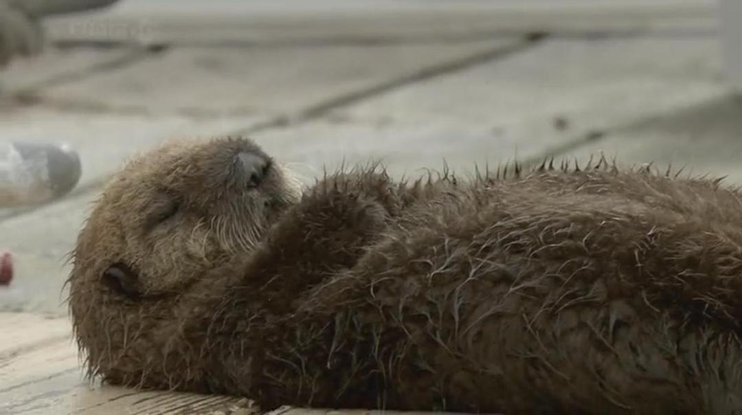 自然世界：海獭的百万宝宝 Sea Otters: A Million Dollar Baby