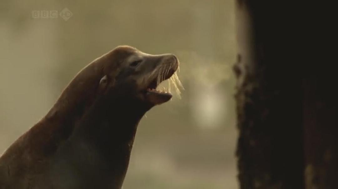 自然世界：海獭的百万宝宝 Sea Otters: A Million Dollar Baby