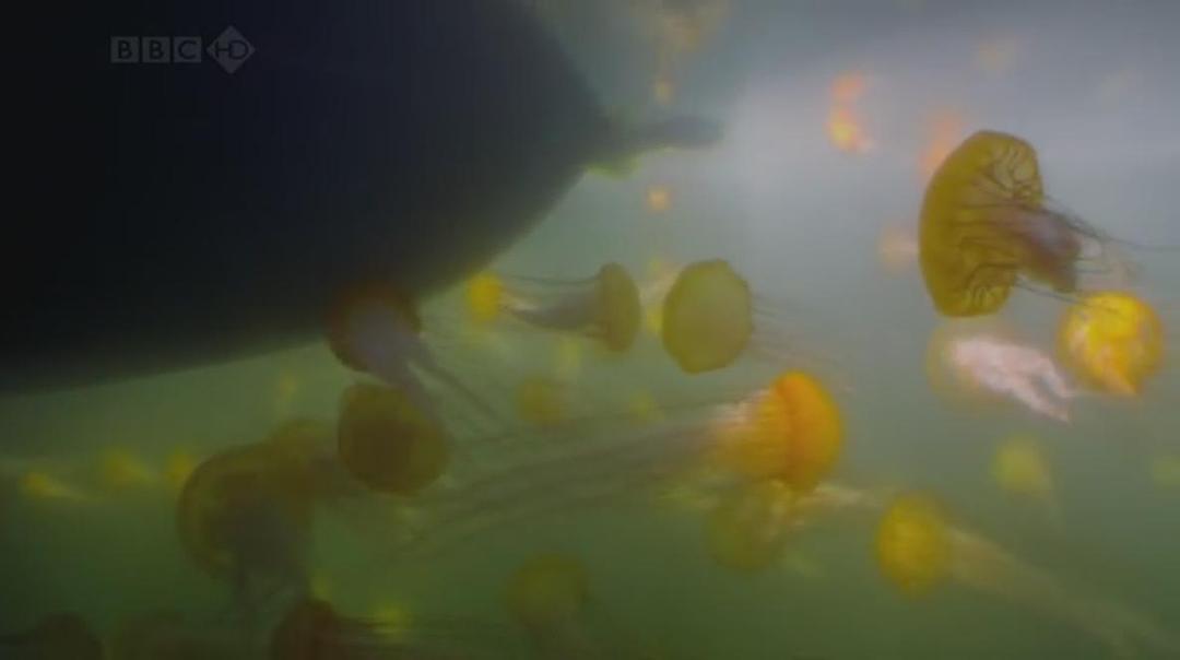 自然世界：海獭的百万宝宝 Sea Otters: A Million Dollar Baby