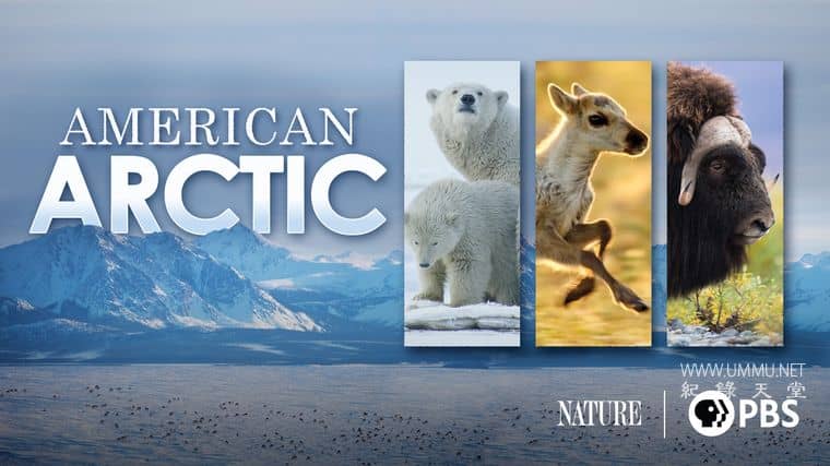 美国北极 American Arctic
