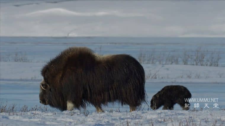 美国北极 American Arctic