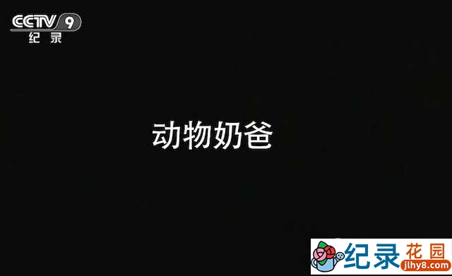 央视饲养员纪录片《动物奶爸》全2集 TS/蓝光高清纪录片资源百度云盘下载