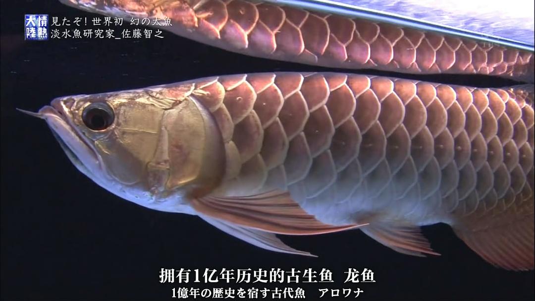 情热大陆 佐藤智之篇