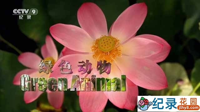 EBS植物纪录片《绿色动物 Green Animals》全1集中字 TS/蓝光高清纪录片资源百度云盘下载