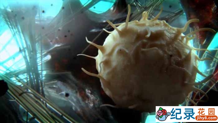 BBC免疫系统科普纪录片《神秘旅行 细胞内部之旅 Secret Universe Journey Inside the Cell》全1集 720P/1080i高清纪录片资源百度云盘下载
