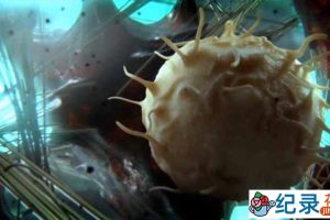 BBC免疫系统科普纪录片《神秘旅行 细胞内部之旅 Secret Universe Journey Inside the Cell》全1集 720P/1080i高清纪录片资源百度云盘下载