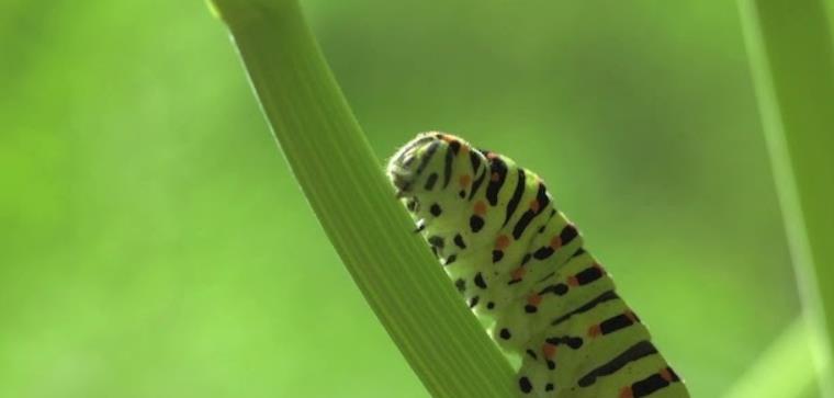 菜园里的秘密 The Secret Life of the Garden