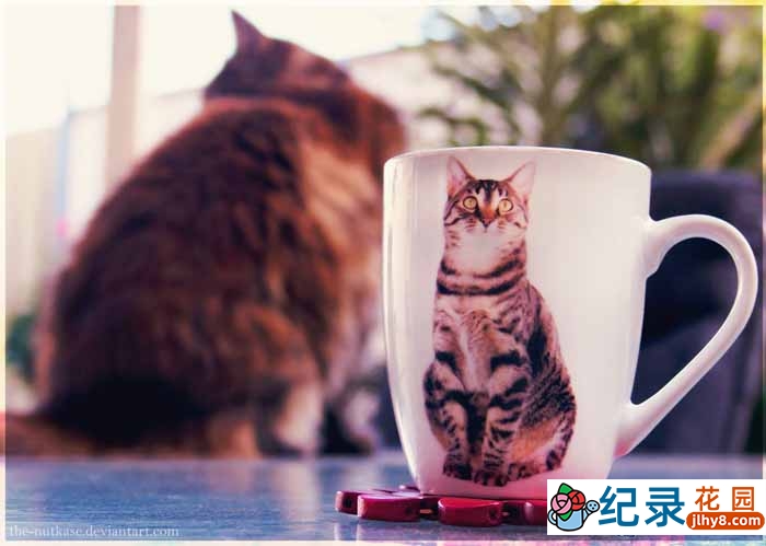 探索频道萌宠纪录片《为猫痴狂 Must Love Cats》全6集 720P/1080i高清纪录片百度云