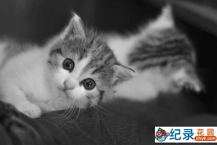 探索频道萌宠纪录片《为猫痴狂 Must Love Cats》全6集 720P/1080i高清纪录片百度云