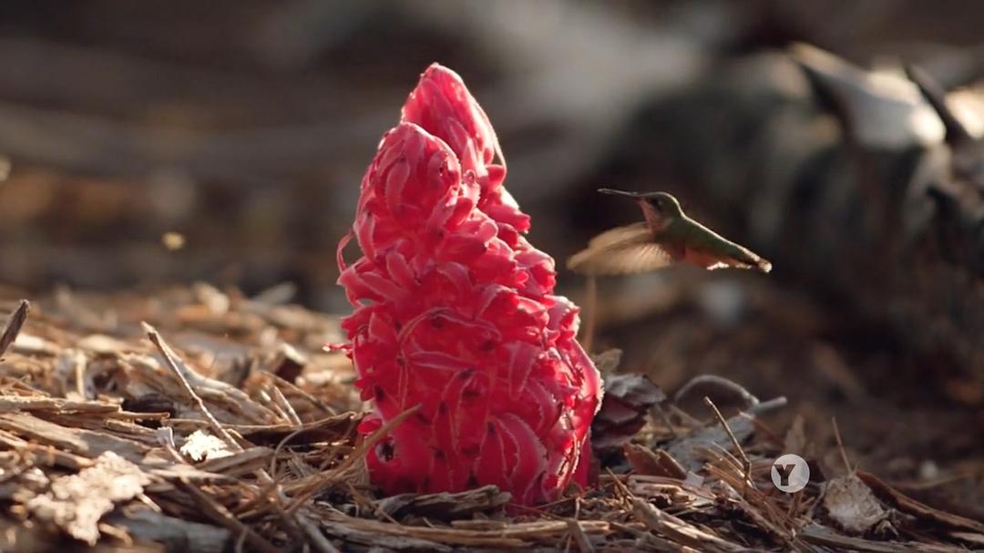 自然：约塞米蒂国家公园 Nature: Yosemite