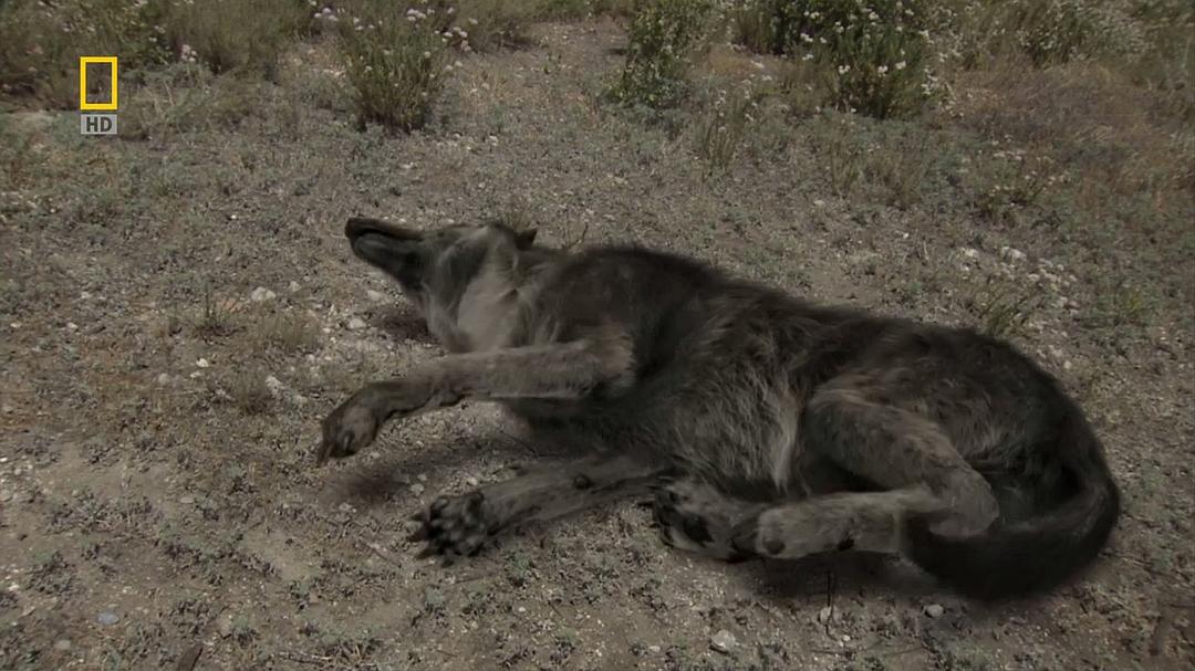 史前掠食动物 Prehistoric Predators