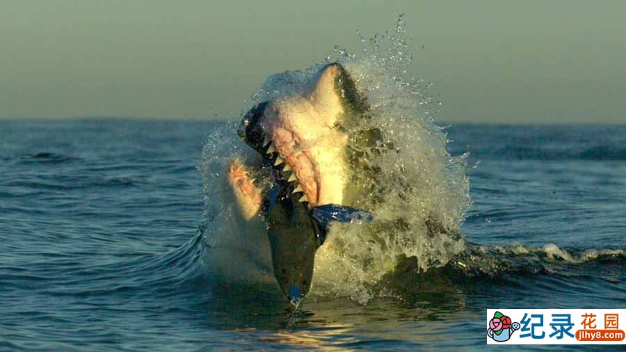 探索频道鲨鱼研究纪录片《鲨鱼周 2021 Shark Week》全30集中字 纪录片解说素材百度云盘下载 1080/MKV/38.2G