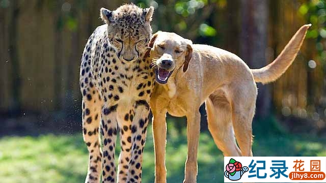 BBC动物友谊纪录片《奇特的动物伙伴 Animal Odd Couples》全1集中字 TS/蓝光高清纪录片资源百度云盘下载