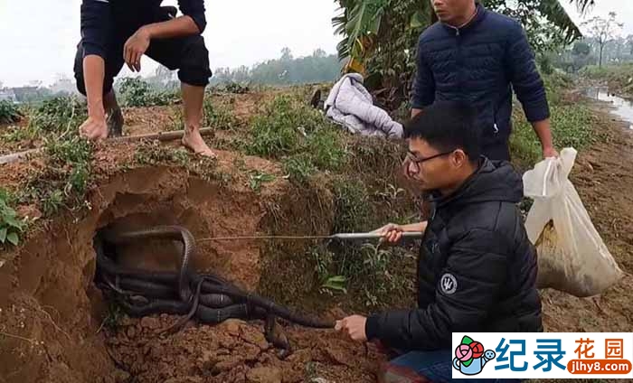 捕蛇纪录片《徒手斗巨蟒》第2季中字 1080P高清自媒体解说素材百度云盘下载