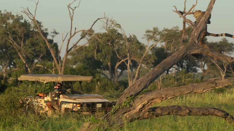 非洲钓鱼豹 Africa's Fishing Leopards