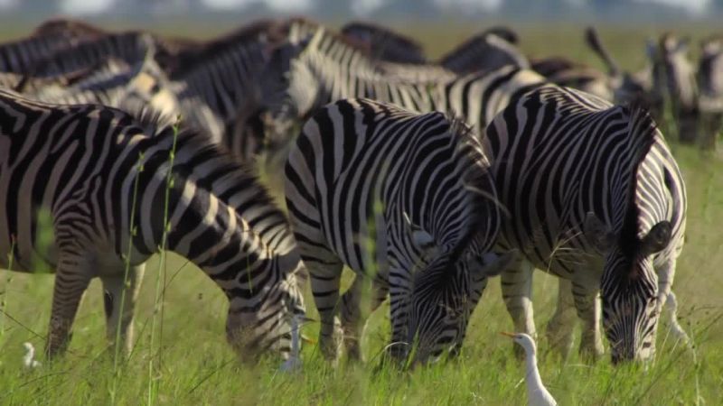 非洲钓鱼豹 Africa's Fishing Leopards