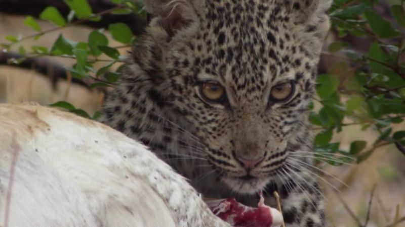 非洲钓鱼豹 Africa's Fishing Leopards