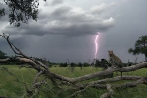 非洲钓鱼豹 Africa's Fishing Leopards