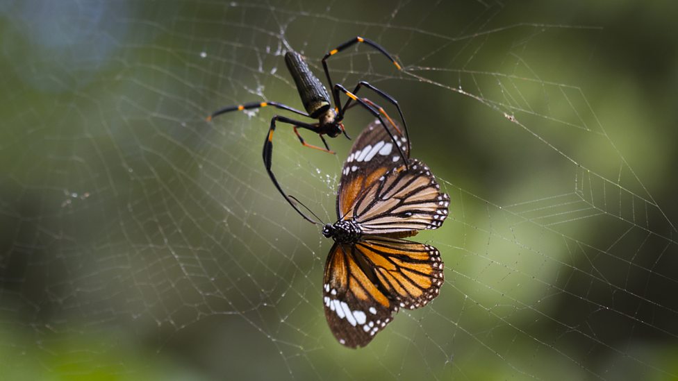 神奇季风 Wonders of the Monsoon