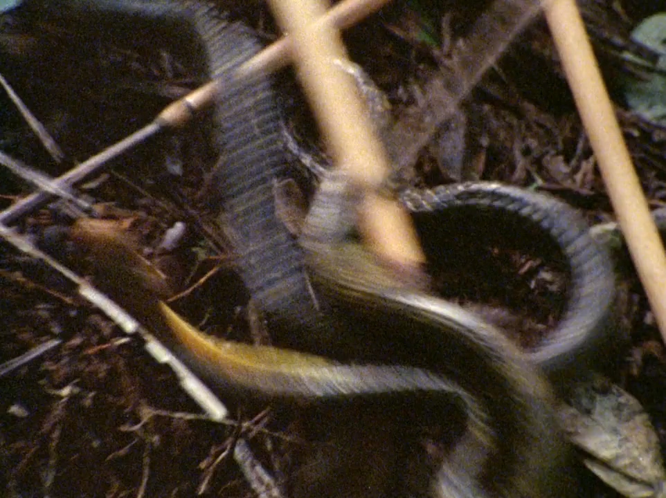 电影梦 Burden of Dreams