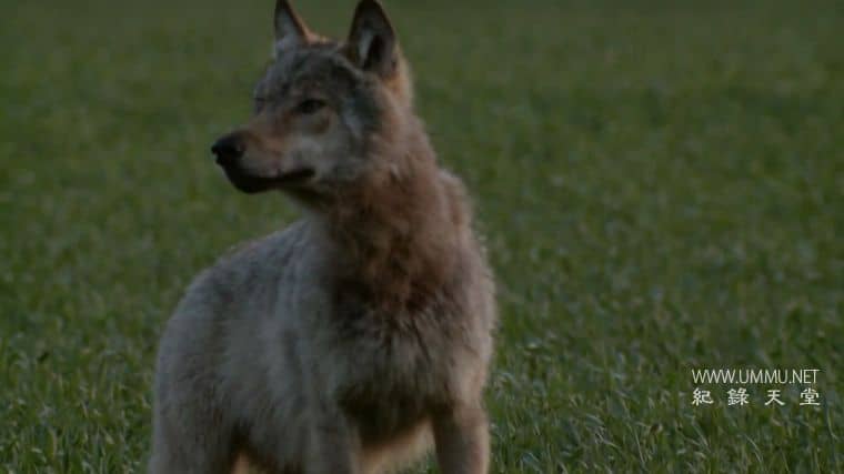 德国野狼—真实的面目 Germany's Wild Wolves – As They Really Are