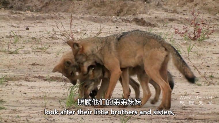 德国野狼—真实的面目 Germany's Wild Wolves – As They Really Are