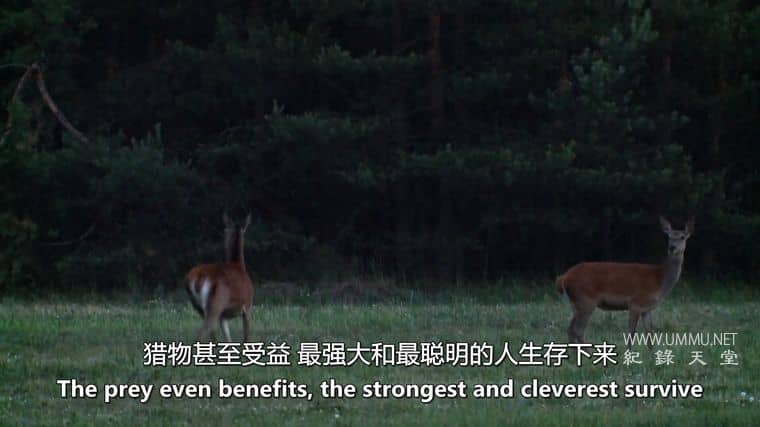 德国野狼—真实的面目 Germany's Wild Wolves – As They Really Are