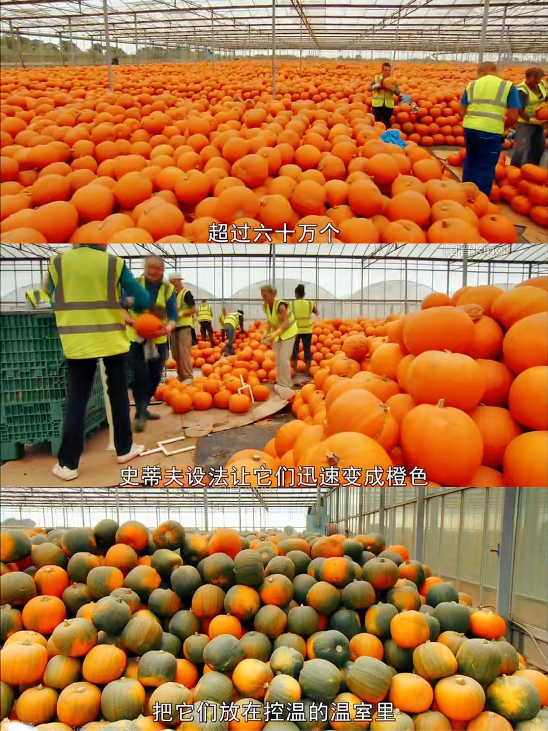 超市大揭秘 Supermarket Secrets