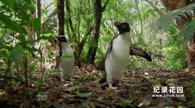 BBC岛屿生态纪录片《南太平洋 South Pacific》全6集 720P/1080i高清纪录片资源百度云盘下载