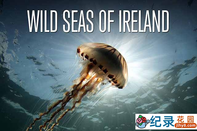 BBC海洋生态纪录片《狂野之海-爱尔兰海域探奇 Wild Seas of Ireland》全2集中字 TS/蓝光高清纪录片资源百度云盘下载