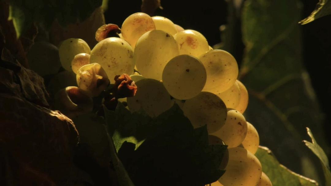 在勃艮第的一年 A Year in Burgundy