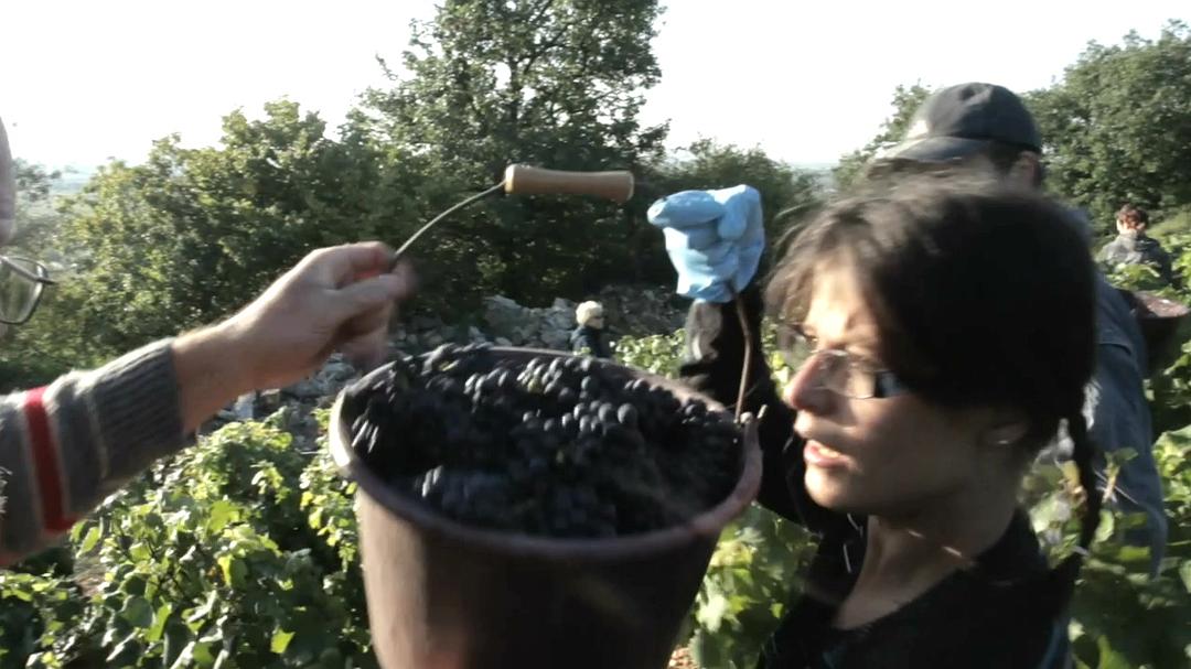 在勃艮第的一年 A Year in Burgundy