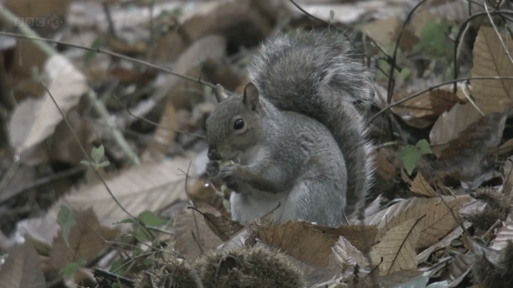 海利根失乐园 Heligan: Secrets of the Lost Gardens