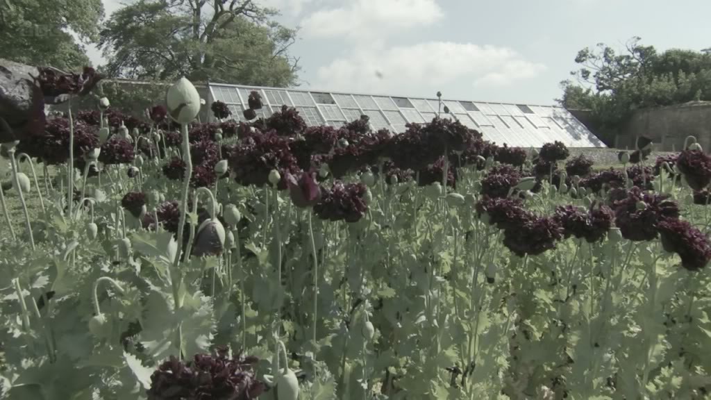 海利根失乐园 Heligan: Secrets of the Lost Gardens