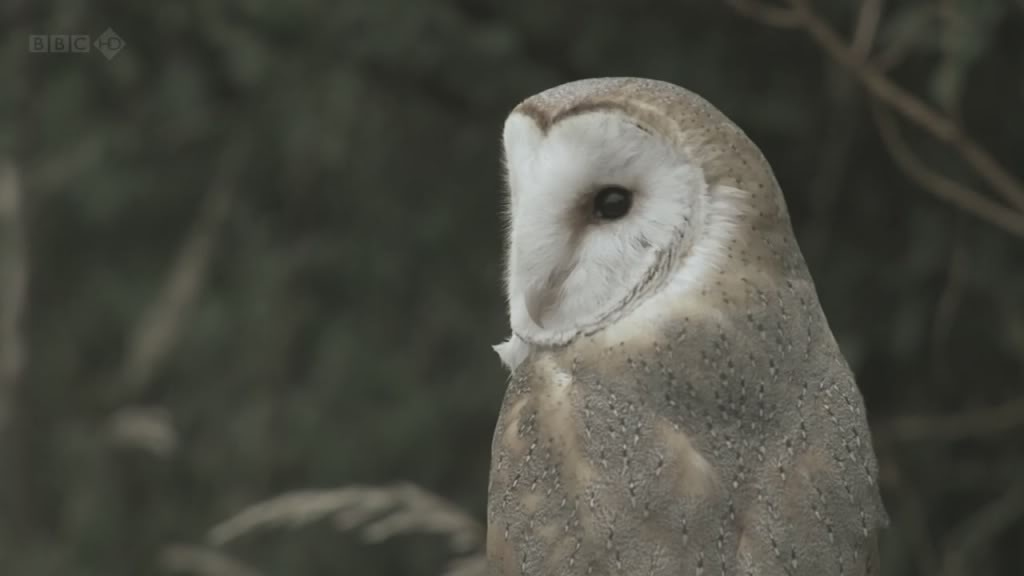 海利根失乐园 Heligan: Secrets of the Lost Gardens